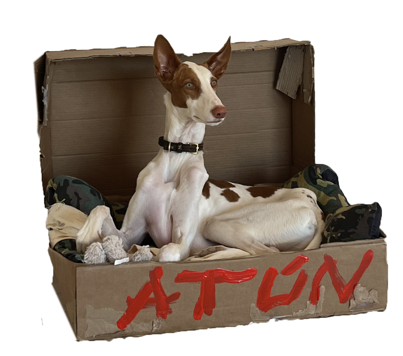Caja de atún